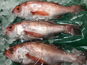 �I�B�������� �O��ځi���񂾂��߁j��TAP�ƃJ�E���^�[