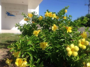 �{�Ó��}�C�N���u�������[�i�݂₱���܂܂�����Ԃ���[�j��